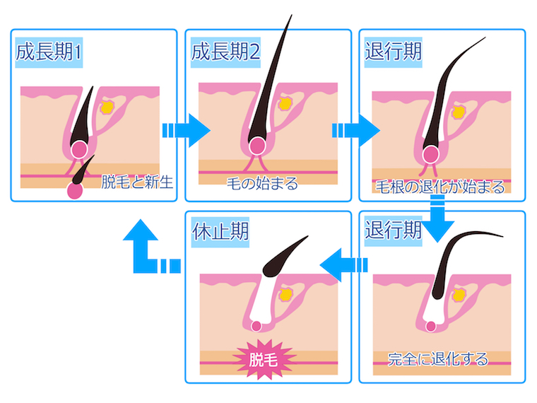 毛周期　サイクル